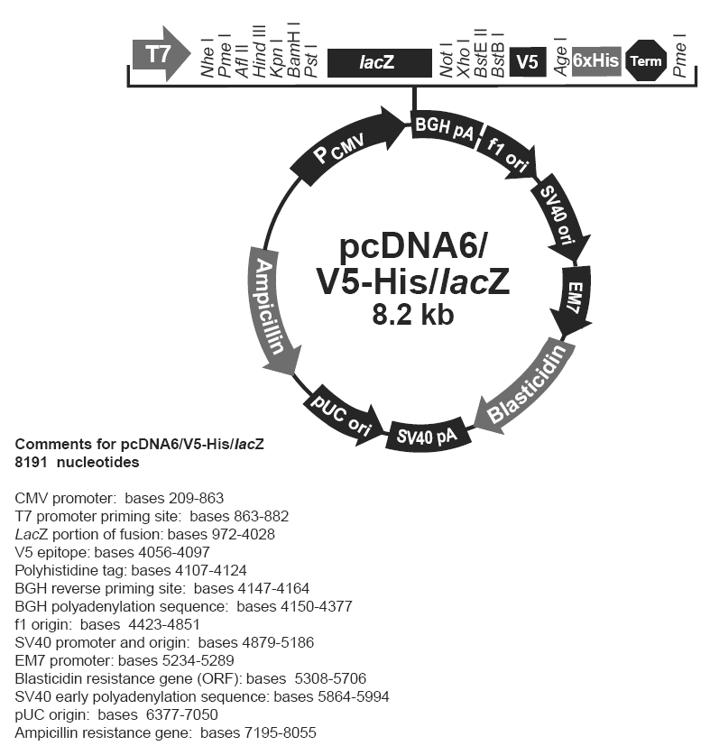 pcDNA6 V5-His LacZ载体图谱